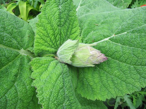 Herbal Detox & Fatty Liver: Why Doctors Say Stop Now